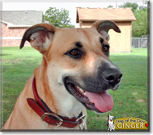 Ginger, the Dog of the Day