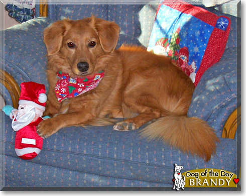Brandy, the Dog of the Day