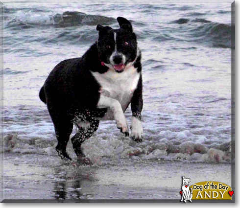 Andy, the Dog of the Day