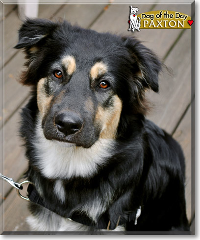 Paxton, the Dog of the Day