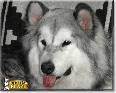 Blaze, the Dog of the Day