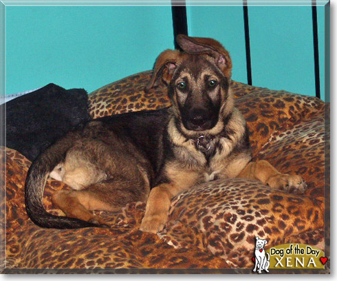 Xena, the Dog of the Day