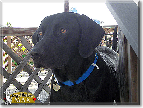 Max, the Dog of the Day