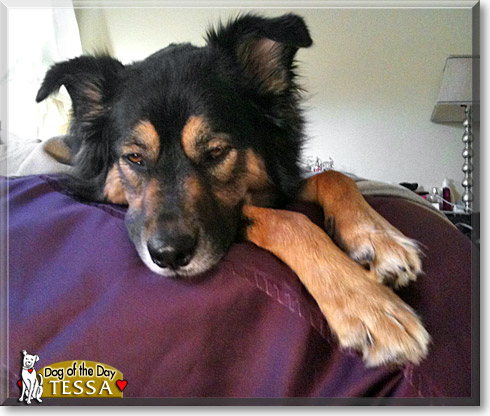 Tessa, the Dog of the Day