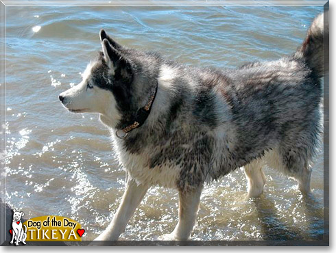 Tikeya, the Dog of the Day