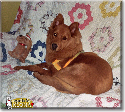 Keona, the Dog of the Day