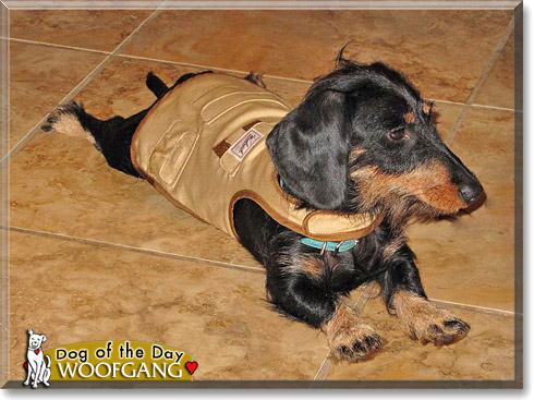 Woofgang Pupp, the Dog of the Day