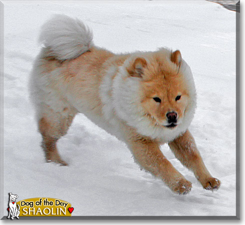 Shaolin, the Dog of the Day