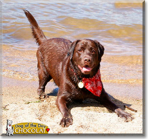 Chocolat, the Dog of the Day
