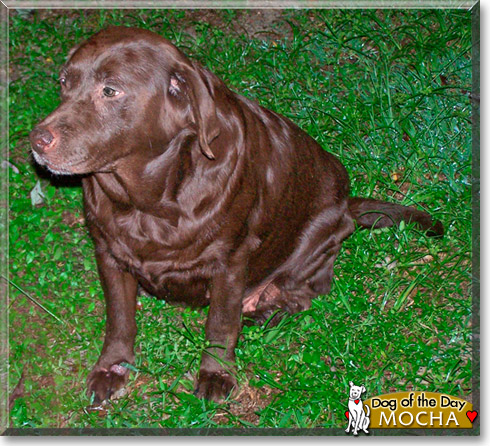 Mocha, the Dog of the Day