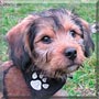 Marley the Yorkshire Terrier, Dachshund