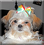 Annie the Shih Tzu