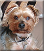 Suggs the Yorkshire Terrier