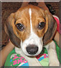 Josie the Beagle