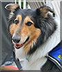 Scooter the Rough Collie