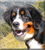 Trudi the Bernese Mountain Dog