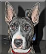 Master Chief the Bull Terrier mix