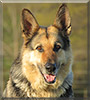 Shamrock the German Shepherd Dog