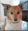Lilli the Jack Russell Terrier