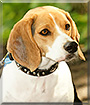 Shiloh the Beagle