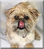 Lambeau the Maltese, Brussels Griffon