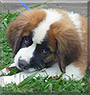 Dogtor the Saint Bernard