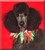 Louise the Standard Poodle