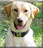 Comet the Yellow Lab mix