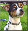 Rolo the Jack Russell Terrier