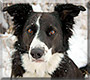 Lily the Border Collie