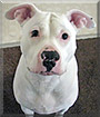 Athena the American Pit Bull Terrier