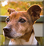 Yoshi the Jack Russell Terrier