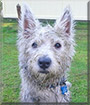 Gandalf the West Highland Terrier