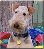 Tilly the Airedale Terrier