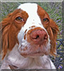 Summer the Brittany Spaniel