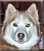 Maya the Siberian Husky