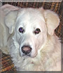 Latte the Great Pyrenees
