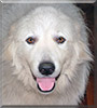 Odie the Great Pyreneese mix