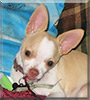 Lucky the Apple head Chihuahua