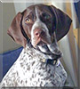 Dyson the German Shorthaired Pointer