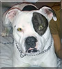 Zeus the Pitbull, American Bulldog