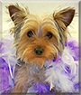 Sunny the Yorkshire Terrier