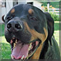Boone the Rottweiler, Labrador Retreiver