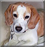Rosita the Lemon Beagle