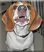 Norman the Beagle mix