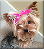 Lily the Yorkshire Terrier