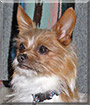 Kirk the Chihuahua, Yorkshire Terrier