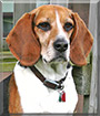Max the Beagle