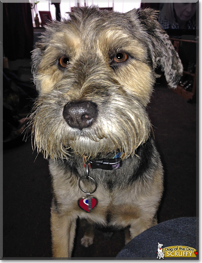 Scruffy, the Dog of the Day
