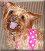 Allie the Yorkshire Terrier, Poodle